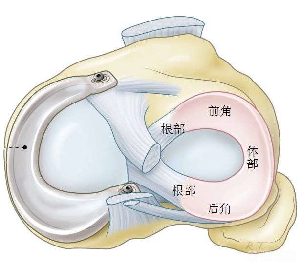 徐主任講解半月板損傷