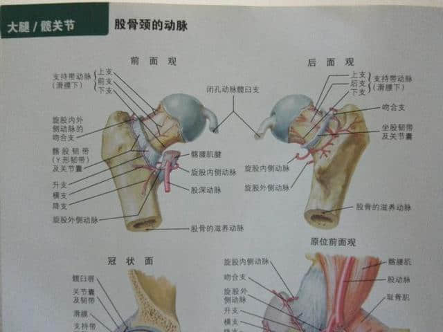 股骨頭壞死原因和康復